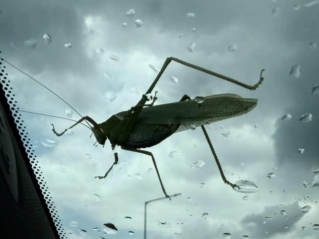 🌧️ 집으로 돌아오는 길, 차 앞유리에 찾아온 뜻밖의 무임승차 손님!